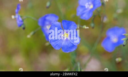 Schöne Nahaufnahme von Linum perenne. Auch bekannt als mehrjähriger Flachs, blauer Flachs oder Flusen. Stockfoto