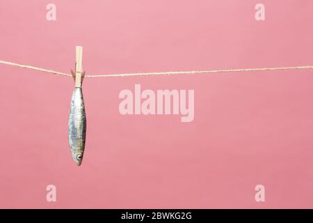 Sardine ist ein Fisch, der leicht in Fischhändlern gefunden wird, ist es in der Regel im Mittelmeer gefischt und ist in der mediterranen Ernährung, gesund Stockfoto