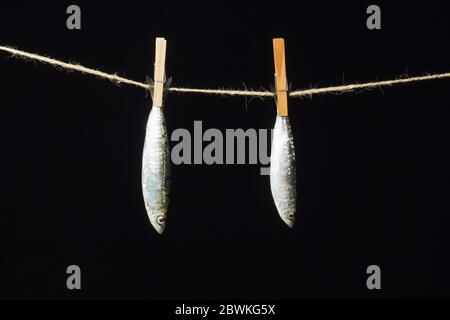 Sardine ist ein Fisch, der leicht in Fischhändlern gefunden wird, ist es in der Regel im Mittelmeer gefischt und ist in der mediterranen Ernährung, gesund Stockfoto