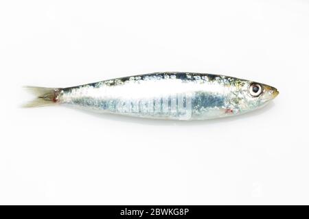 Sardine ist ein Fisch, der leicht in Fischhändlern gefunden wird, ist es in der Regel im Mittelmeer gefischt und ist in der mediterranen Ernährung, gesund Stockfoto