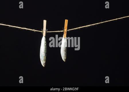 Sardine ist ein Fisch, der leicht in Fischhändlern gefunden wird, ist es in der Regel im Mittelmeer gefischt und ist in der mediterranen Ernährung, gesund Stockfoto