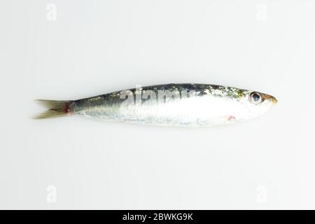 Sardine ist ein Fisch, der leicht in Fischhändlern gefunden wird, ist es in der Regel im Mittelmeer gefischt und ist in der mediterranen Ernährung, gesund Stockfoto