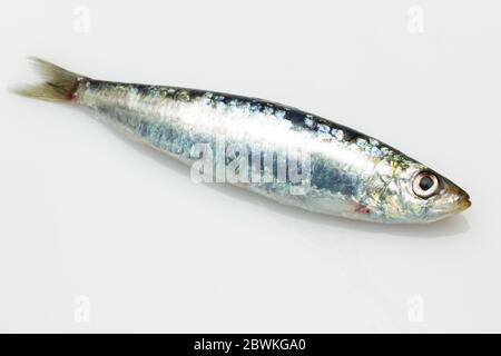 Sardine ist ein Fisch, der leicht in Fischhändlern gefunden wird, ist es in der Regel im Mittelmeer gefischt und ist in der mediterranen Ernährung, gesund Stockfoto