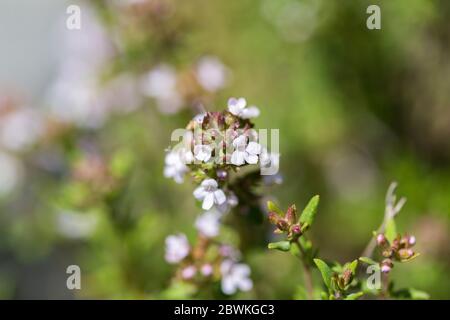 Nahaufnahme einer Thymus Vulgaris Blüte Stockfoto