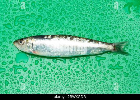 Sardine ist ein Fisch, der leicht in Fischhändlern gefunden wird, ist es in der Regel im Mittelmeer gefischt und ist in der mediterranen Ernährung, gesund Stockfoto
