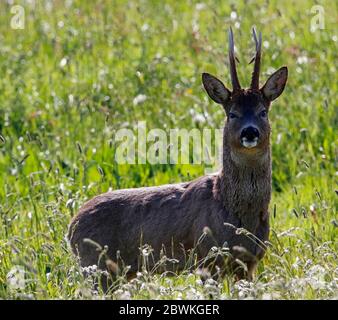 Rehe, die im Frühling bei Sonnenschein auf der Wiese grasen Stockfoto
