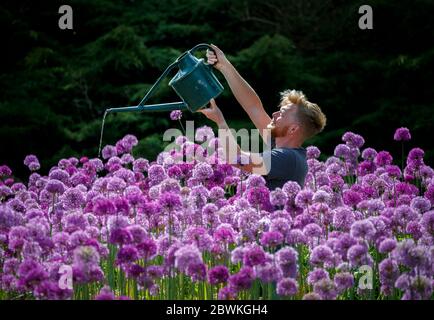 Der Teamleiter des Floral Teams Russ Watkins Waters 8,000 purpurne Alliums bei RHS Harlow Carr in North Yorkshire. Stockfoto