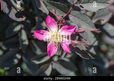 Nahaufnahme einer rosa Blume mit fünf Blütenblättern (Rosa Glauca; auch Rotblättrige Rose oder rotblättrige Rose) Stockfoto