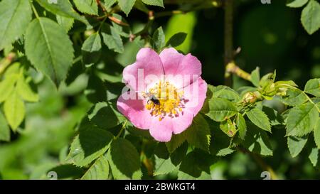 Nahaufnahme von Rosa Canina (Hundrose) mit kleiner Käfer. Blume mit rosa Blütenblättern. Stockfoto