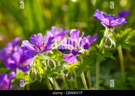 Lila Geranienblume in einem schottischen Garten Mai 2020 Stockfoto