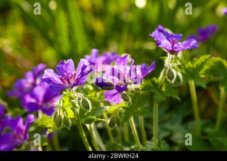 Lila Geranienblume in einem schottischen Garten Mai 2020 Stockfoto