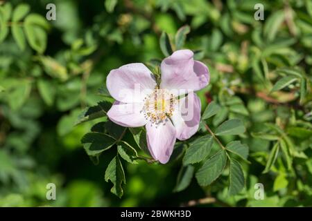 Nahaufnahme von Rosa Canina. Eine rosa Blume, allgemein bekannt als Hundrose. Stockfoto