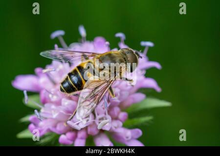 Drohnenfliege (Eristalis tenax), auf dem Feld scabious, Deutschland, Baden-Württemberg Stockfoto