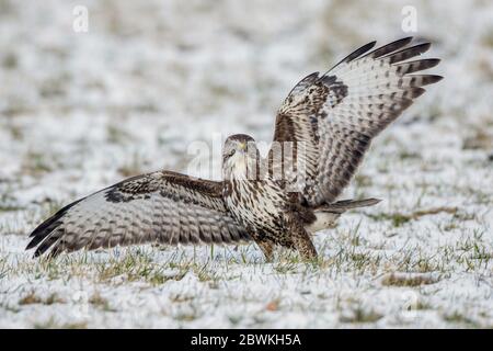 Eurasischer Bussard (Buteo buteo), mit offenen Flügeln auf einer verschneiten Wiese, Deutschland Stockfoto