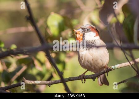 Haussparrow (Passer domesticus) thront auf einem Ast mit einem Käfer im Schnabel Stockfoto