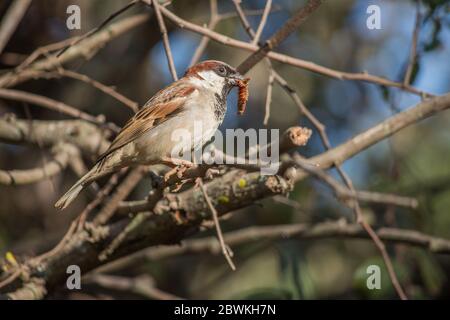 Haussparrow (Passer domesticus) thront auf einem Ast mit einem Käfer im Schnabel