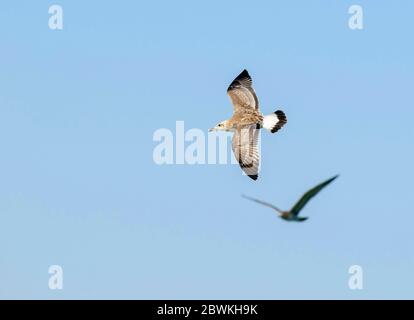 Große Schwarzkopfmöwe, Pallas-Möwe (Larus ichthyaetus, Ichthyaetus ichthyaetus), Erstwinter im Flug, Kasachstan Stockfoto