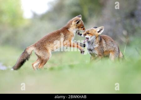 Rotfuchs (Vulpes vulpes), zwei Jungtiere toben, Niederlande, Nordniederland Stockfoto