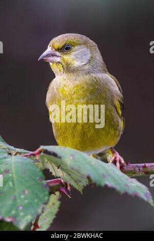 westernfink (Carduelis chloris, Chloris chloris), auf einem Schwarzbierbusch, Deutschland Stockfoto