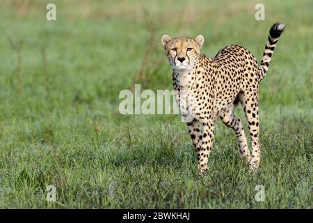 geparde (Acinonyx jubatus), im Gras stehend, Kenia, Masai Mara Nationalpark Stockfoto