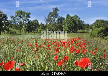 Mohn, Mais-Mohn, Rotmohn (Papaver rhoeas), Getreidefeld mit blühenden Mohn, Deutschland, Baden-Württemberg Stockfoto