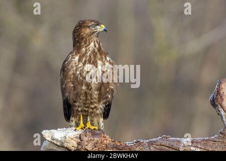 Eurasischer Bussard (Buteo buteo), auf einem toten Ast, Deutschland Stockfoto