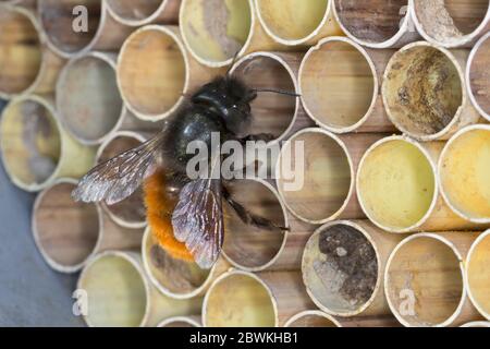 Europäische Orchardbiene, Hornbiene (Osmia cornuta), Weibchen an der Nisthilfe, Deutschland Stockfoto