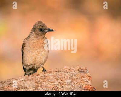 Garten bulbul, Gemeine bulbul (Pycnonotus barbatus), Erwachsene sitzen auf Felsen, Gambia, Faraba Banta Stockfoto