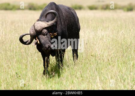 Rotschnabeler Ospecker (Buphagus erythrorhynchus), Barsch auf Cape Büffel (Syncerus caffer), Kenia, Masai Mara National Park Stockfoto