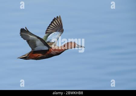 Zimt-Teal (Anas cyanoptera, Spatula cyanoptera), Erwachsener, Männchen, das tief über einem See fliegt, USA, Kalifornien, Orange County Stockfoto