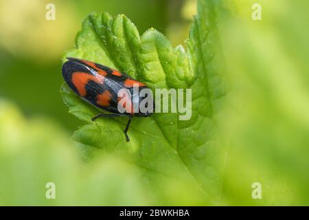 Rot-schwarz-Froghopper (Cercopis vulnerata, Cercopis sanguinea), sitzt auf einem Blatt, Deutschland Stockfoto