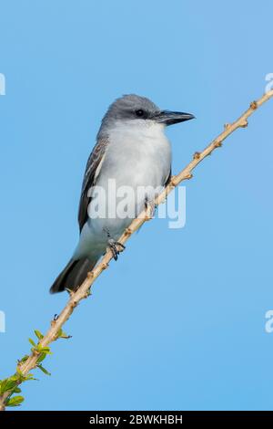 Grauer Königvogel (Tyrannus dominicensis), auf einem Zweig, USA, Florida Stockfoto