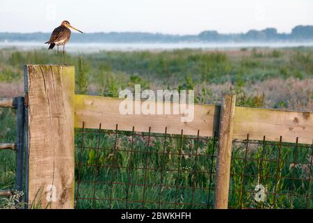 Schwarzschwanz-Pate (Limosa limosa), auf einem Zaunposten, Niederlande, Hoogland Stockfoto