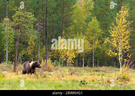 Europäischer Braunbär (Ursus arctos arctos), mit zweifarbigen Fell auf einer Wiese, Finnland Stockfoto