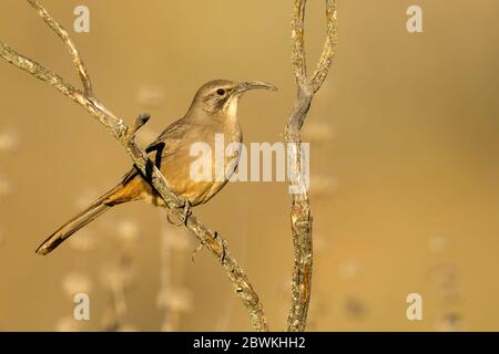 California thrasher (Toxostoma redivivum), Erwachsener in einem niedrigen Busch, USA, Kalifornien, Santa Barbara County Stockfoto