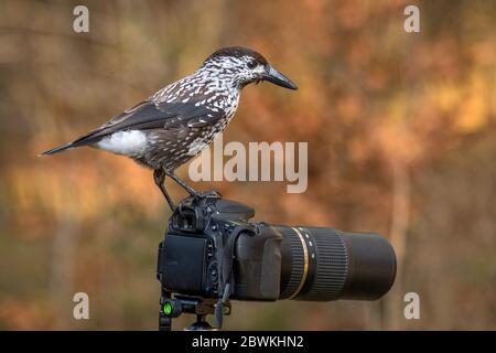 Gefleckte Nussknacker (Nucifraga caryocatactes), auf einer Kamera, Deutschland, Bayern Stockfoto