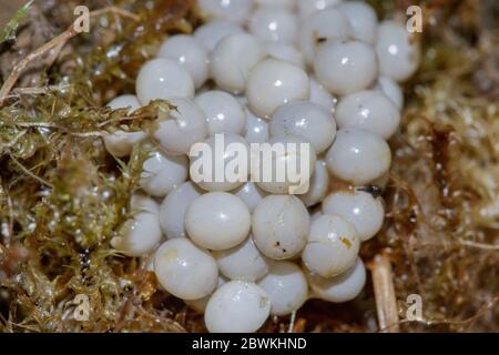 Rote Schnecke, große rote Schnecke, große rote Schnecke, Schokolade arion, Europäische rote Schnecke (Arion rufus, Arion ater ssp. rufus), Schneckeneier auf dem Boden, Deutschland Stockfoto