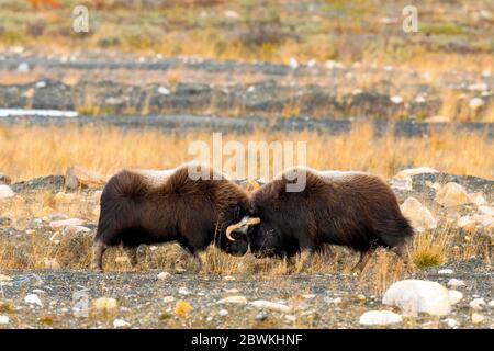 Muskox (Ovibos moschatus), zwei kämpfende Männchen, Norwegen, Dovrefjell Sunndalsfjella Nationalpark Stockfoto