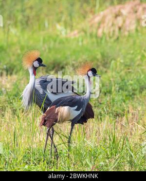 Südafrikanischer Kranich, grauer Kranich (Balearica regulorum), in einem Sumpf stehend, Uganda Stockfoto