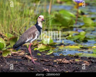 Langschnabelpfeifer (Vanellus crassirostris), Erwachsener, der am Ufer im Mabamba-Sumpf in Uganda steht Stockfoto