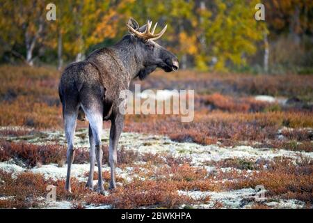 Elch, Elch (Alces alces alces), steht in der Tundra, Norwegen Stockfoto