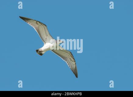 Große Schwarzkopfmöwe, Pallas-Möwe (Larus ichthyaetus, Ichthyaetus ichthyaetus), Erstwinter im Flug, Kasachstan Stockfoto