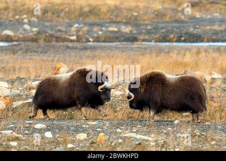 Muskox (Ovibos moschatus), zwei kämpfende Männchen, Norwegen, Dovrefjell Sunndalsfjella Nationalpark Stockfoto