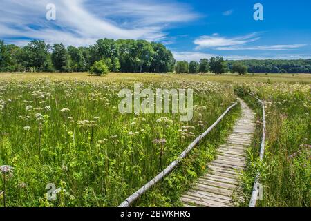 Holzsteg durch das Moor der Schopfloch, Deutschland, Baden-Württemberg, Schwäbische Alb Stockfoto