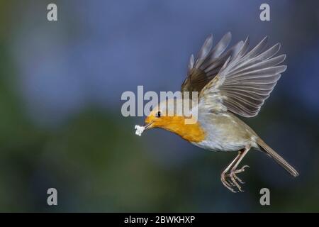 Europäischer Rotkehlchen (Erithacus rubecula), im Flug mit Futter im Schein, Deutschland Stockfoto