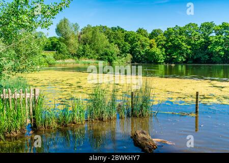 Ein Teich im Hampstead Heath Park im Nordwesten Londons. GROSSBRITANNIEN Stockfoto