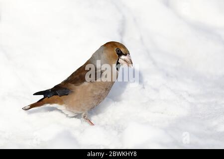 Weißfink (Coccothraustes coccothraustes), Futter im Schnee, Seitenansicht, Russland, Baikalsee, Irkutsk Stockfoto