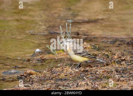 Westgelber Schwanz, Sykes Wagtail (Motacilla flava beema, Motacilla beema), im Herbst am Ufer des Kyzylkol Sees, Kasachstan Stockfoto