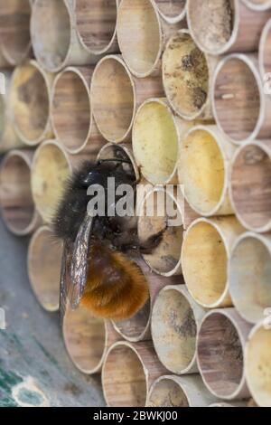 Europäische Orchardbiene, Hornbiene (Osmia cornuta), Weibchen an der Nisthilfe, Deutschland Stockfoto