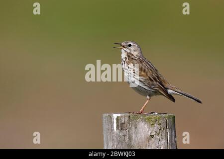 Meadow Pipit (Anthus pratensis), männliche Barsche singen auf einem Holzpfosten, Seitenansicht, Niederlande, Hoogland Stockfoto